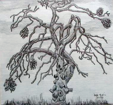 1978 Le vieil arbre à Tavannes (fusain)