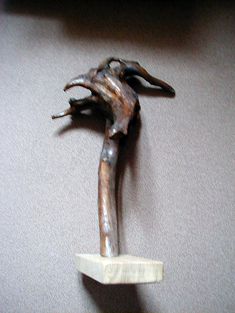 1991 Tête de boeuf – VENDU